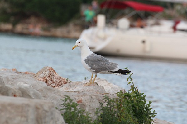 C19909 26-07-2014 Nečujam.jpg